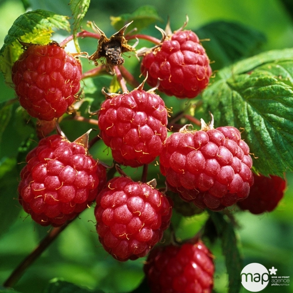 FRAMBOISIER HERITAGE AB C 1.5L-(827036)