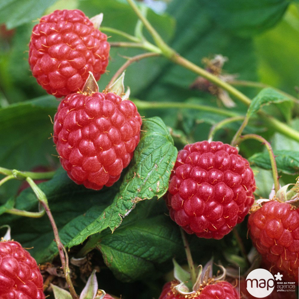 FRAMBOISIER WILLAMETTE AB C1.5-(827038)