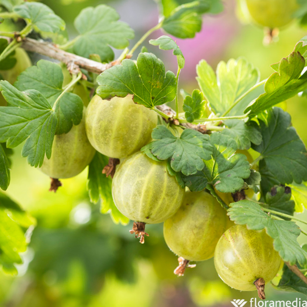 GROS.MAQ.HINNONMAKI JN AB C1.5-(827042)