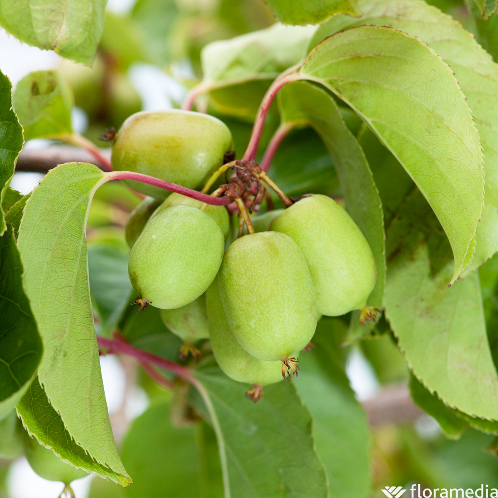 Kiwai 'Super Issai' AB:pot 1,5L