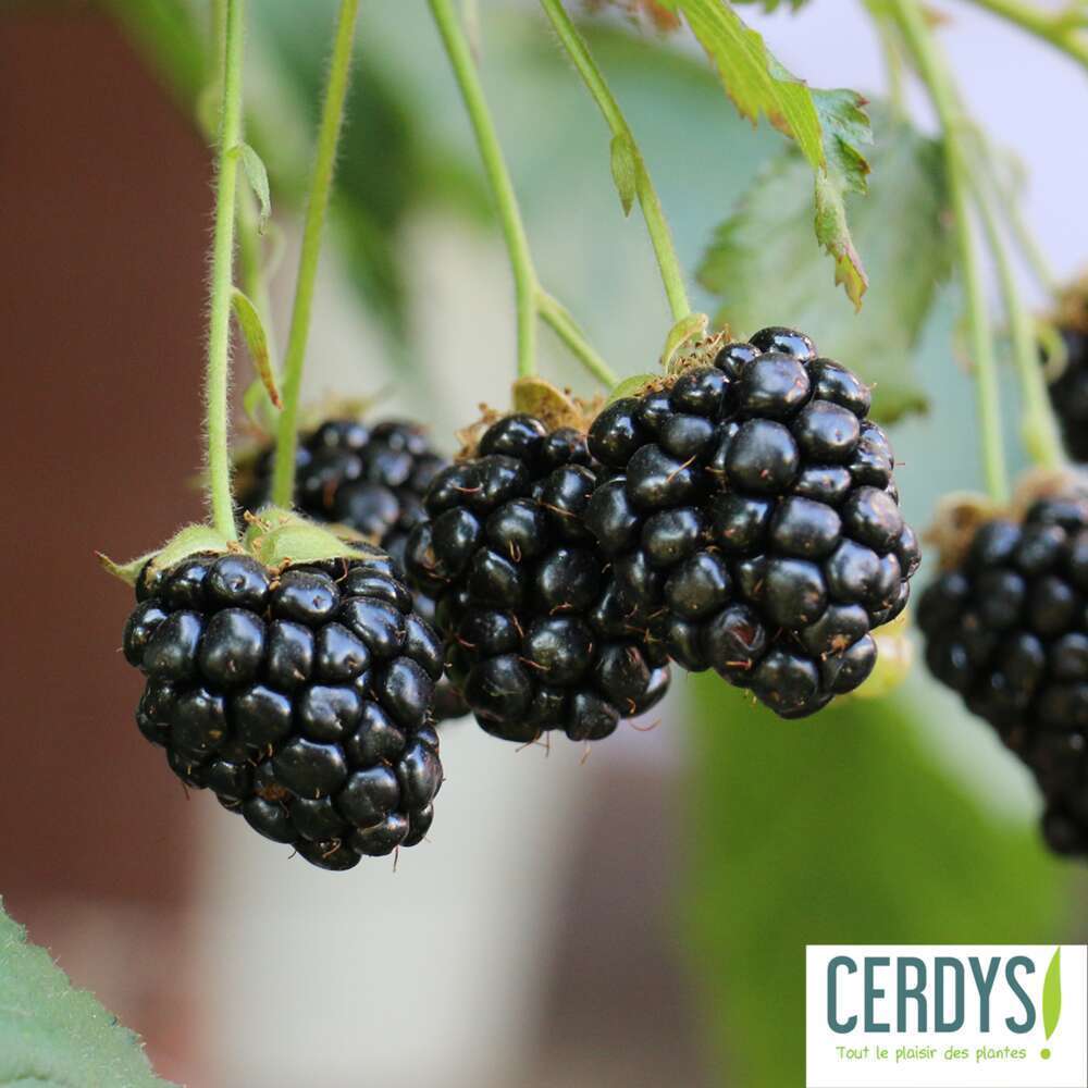 MÃ»re 'Little Black Prince' :AB pot 1,5L
