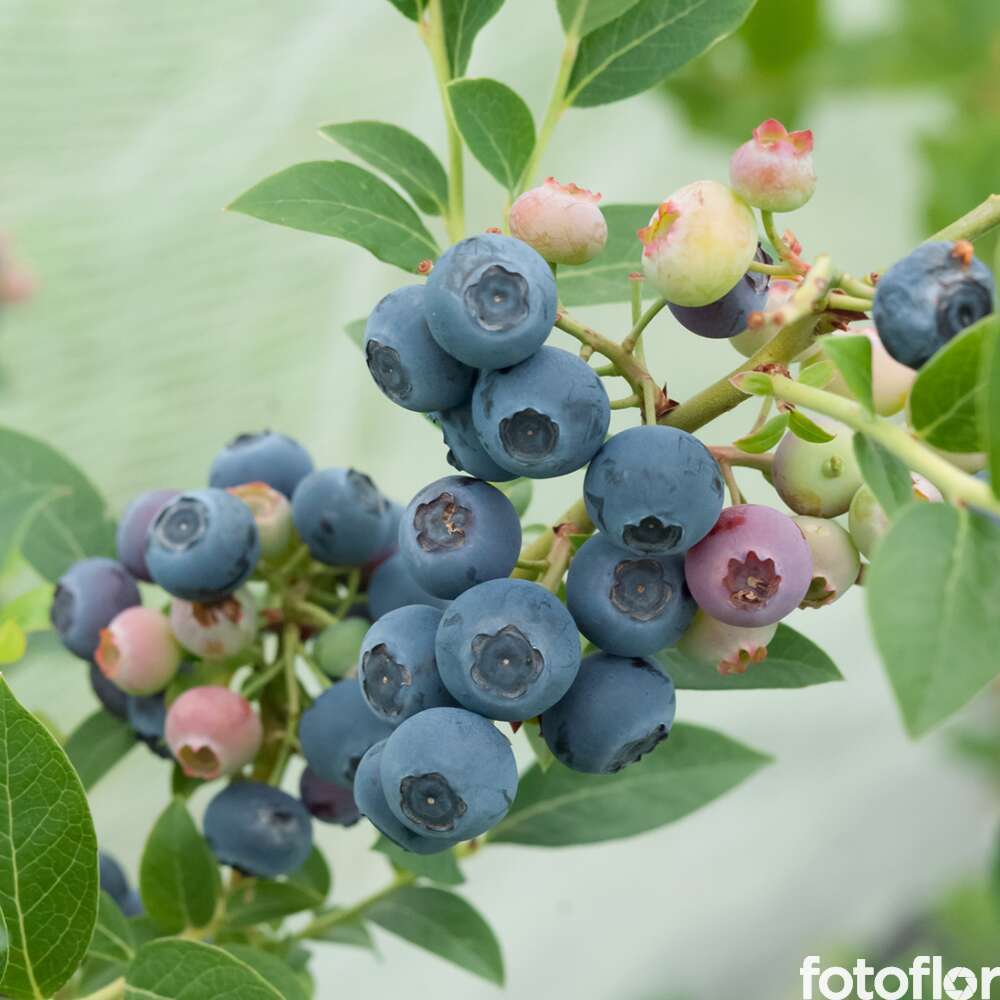 MYRTILLE REKA AB C 1.5L-(827051)