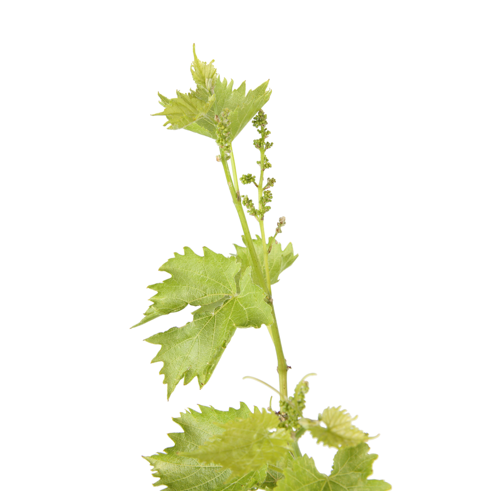 VIGNE MUSCAT BLANC AB C 1.5L-(827054)