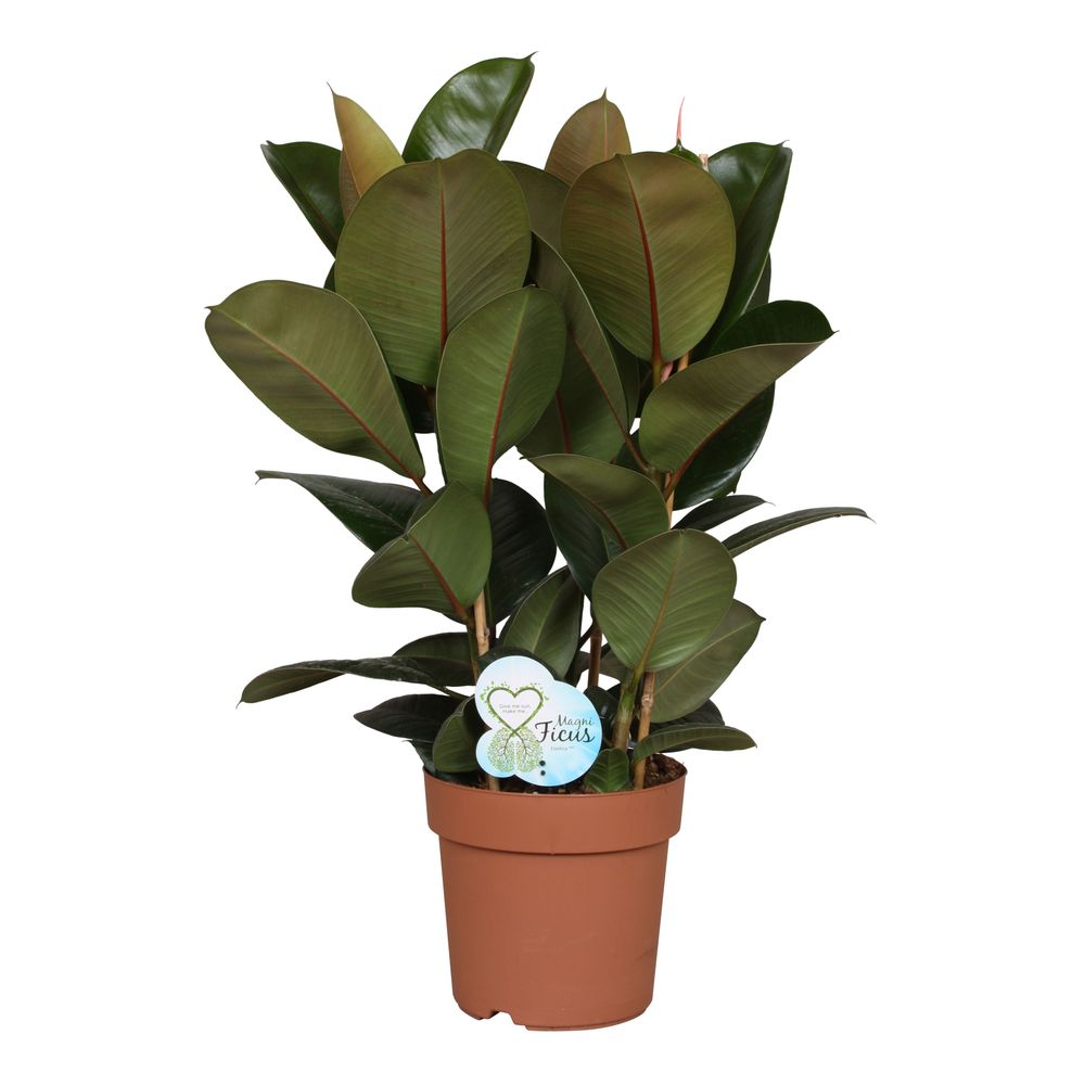 Ficus elastica 'Abidjan': d.24xh.75cm
