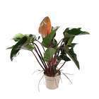 Philodendron Red Beauty D27 x H90cm