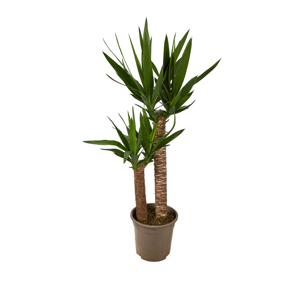 YUCCA D21 H100-(827176)