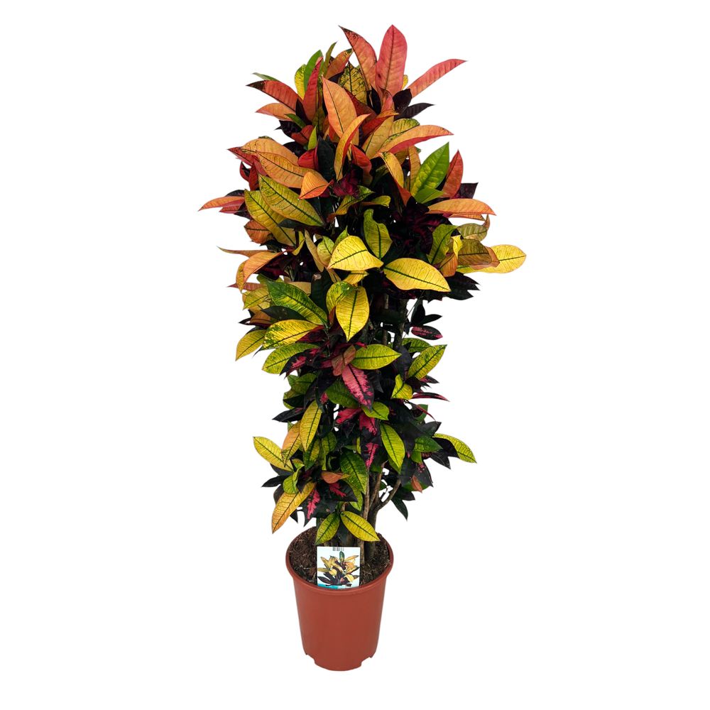 CROTON ICETON D27 H110-(827179)