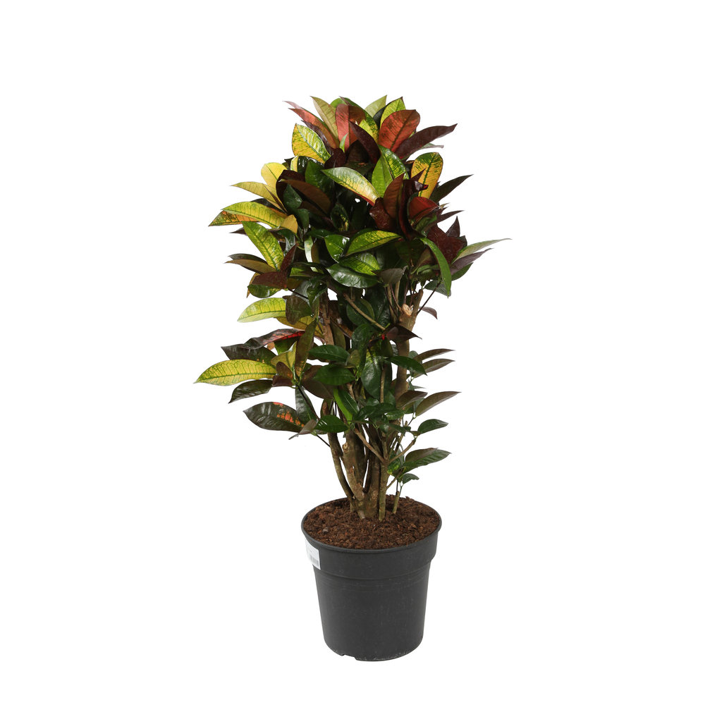 CROTON ICETON D27 H110-(827179)