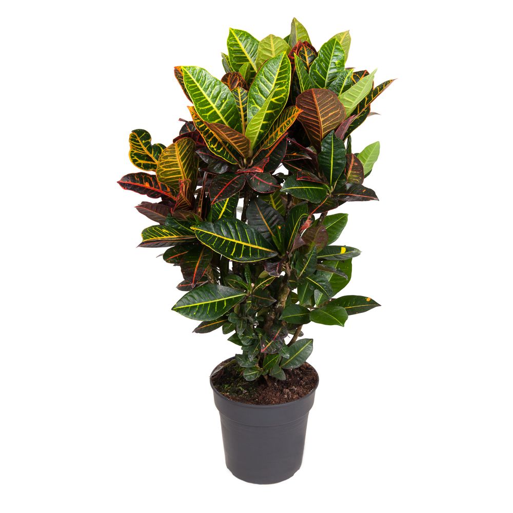 CROTON PETRA D27 H100-(827180)