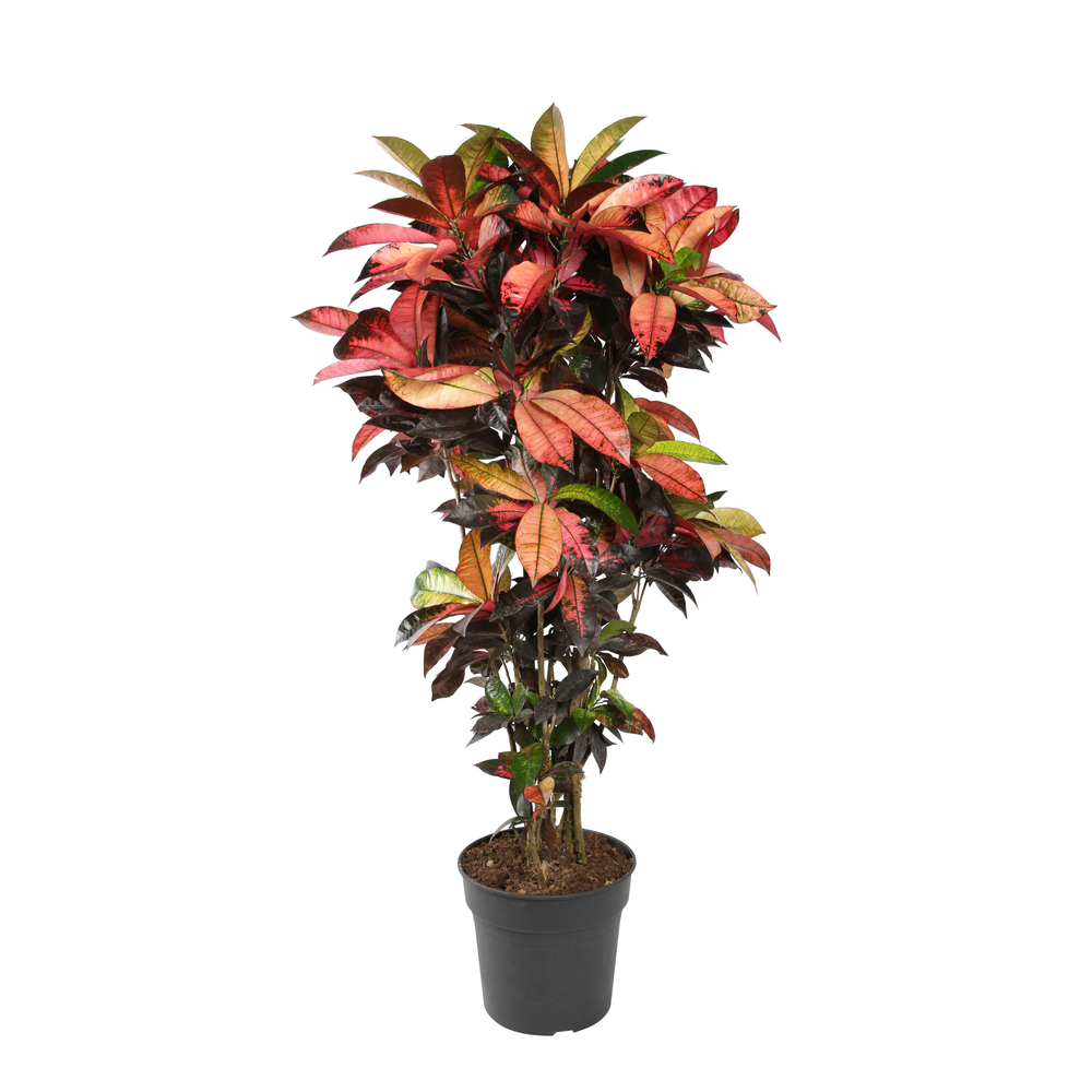 CROTON ICETON D31 H140-(827185)