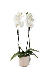 Orchidée Phalaeonopsis 'White World' 2 tiges - pot D.13 cm
