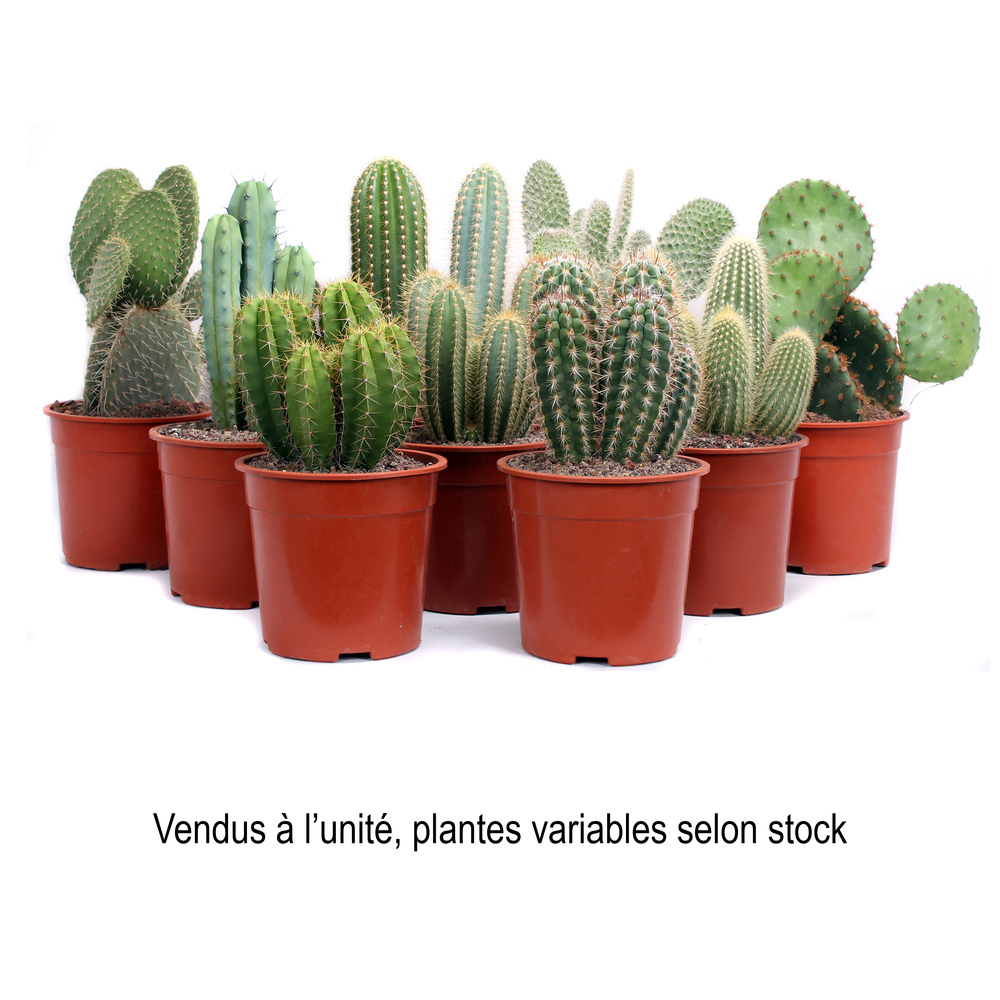 Cactus Canarias Mix : pot D21cm
