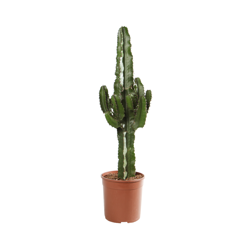 Euphorbia erythrea : pot D19 x H80cm