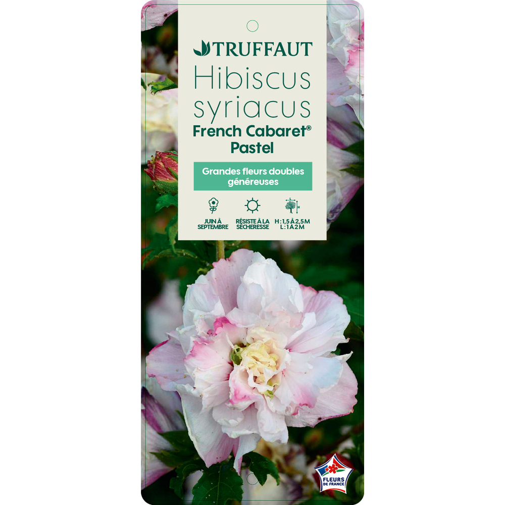HIBISCUS FRENCH CAB.PASTEL C5L-(827624)