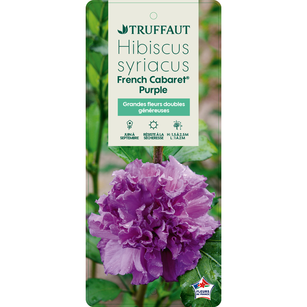 HIBISCUS FRENCH CAB.PURPLE C5L-(827625)