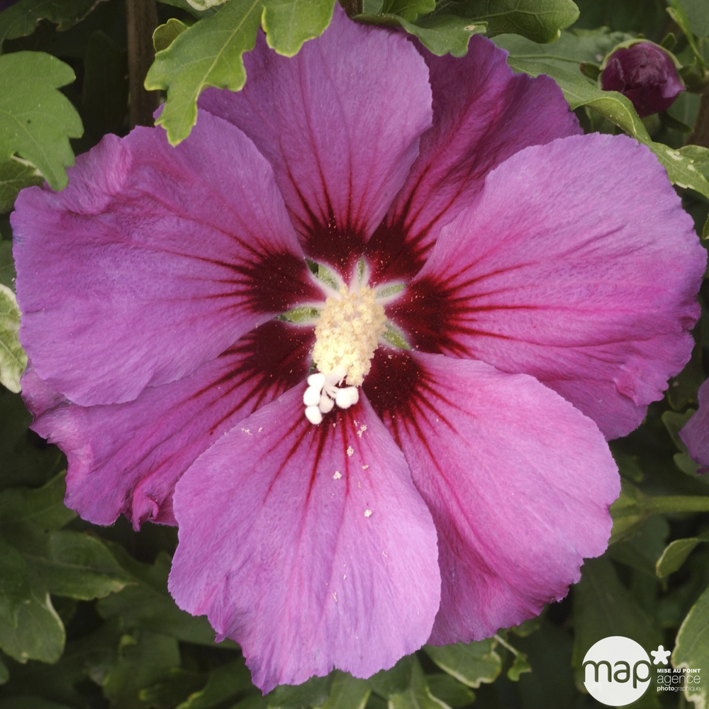 HIBISCUS RUSSIAN VIOLET II C5L-(827628)