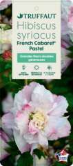 Hibiscus syriacus 'French Cabaret ® Pastel' :pot 10L