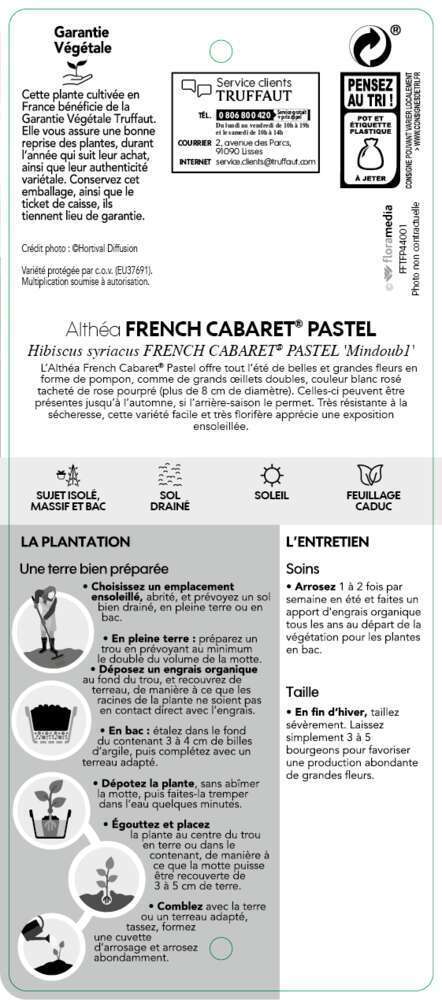 Hibiscus syriacus 'French Cabaret ® Pastel' :pot 10L