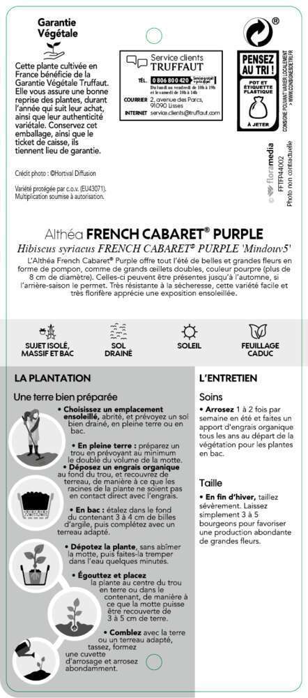 Hibiscus syriacus 'French Cabaret ® Purple' :pot 10L