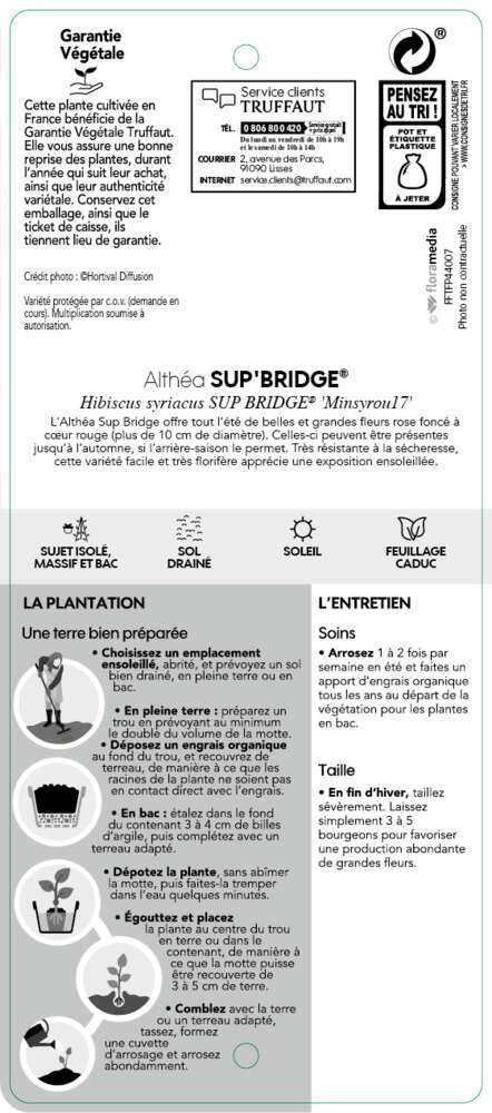HIBISCUS SUP BRIDGE C10L-(827633)