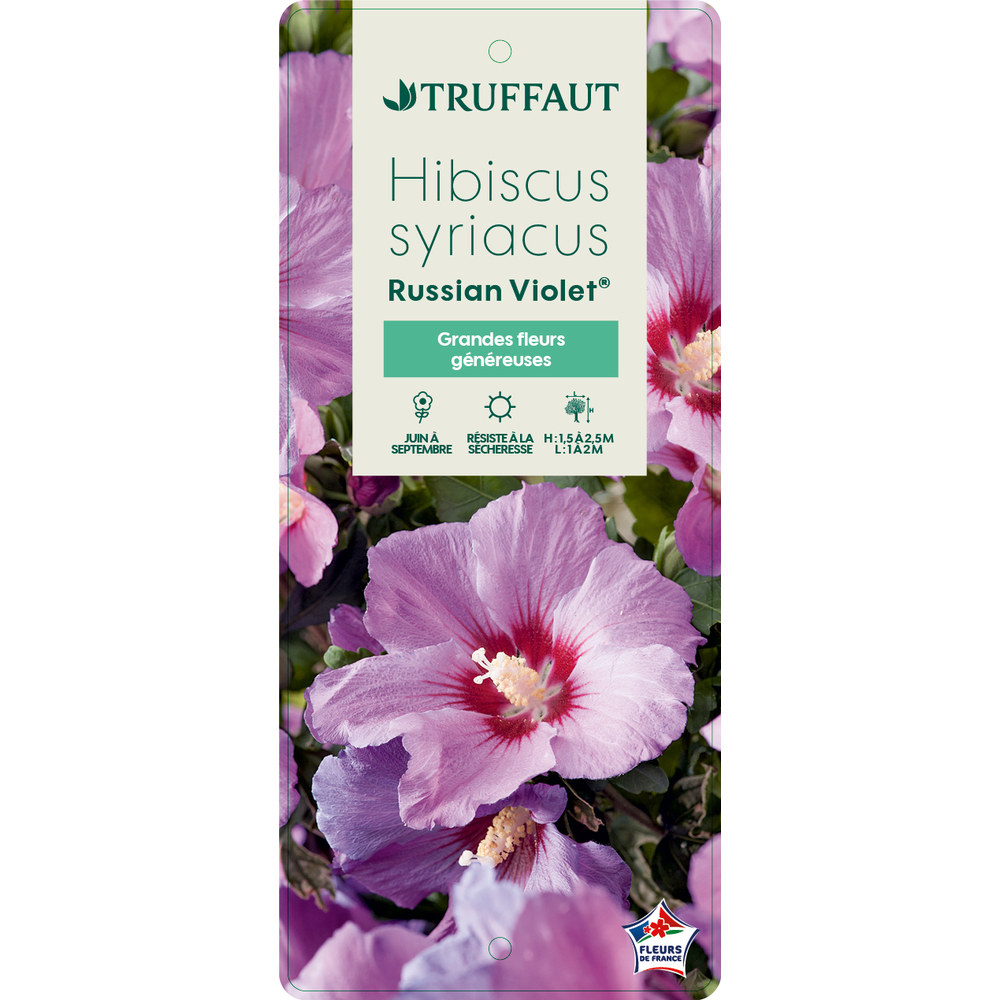 Hibiscus 'Russian VioletÂ®II' :