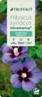 Hibiscus syriacus 'Ultramarine®II' :pot 10L