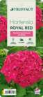 Hydrangea 'Royal Red'lilas: pot 5L