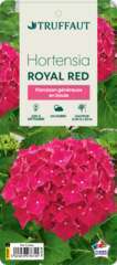 Hydrangea 'Royal Red'lilas: pot 5L