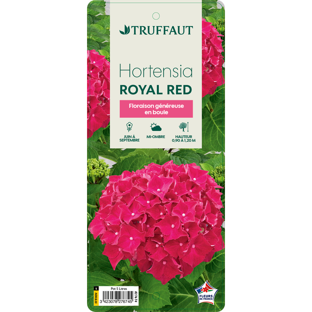 Hydrangea 'Royal Red'lilas: pot 5L