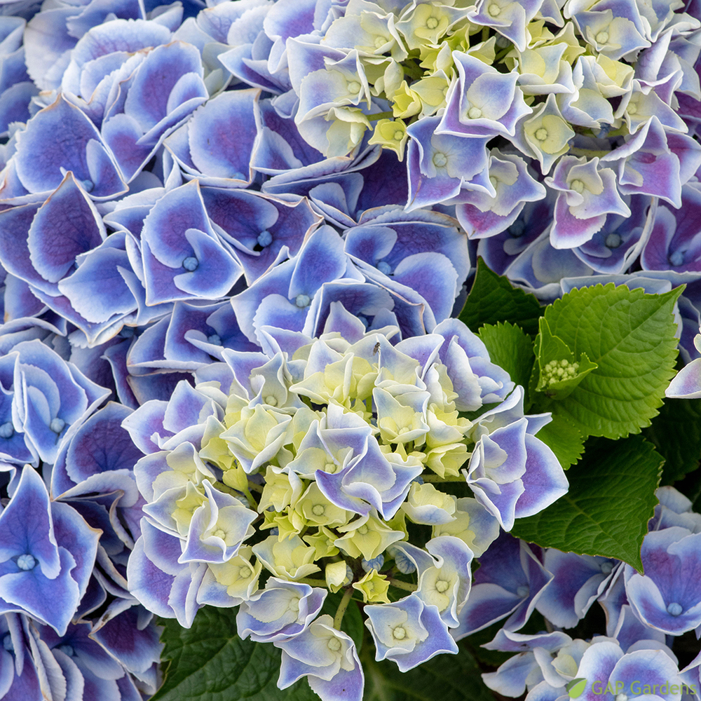 Hydrangea 'Tivoli' bleu : pot 5L
