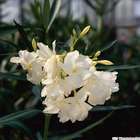 Nerium oleander 'Album Plenum': pot 5L