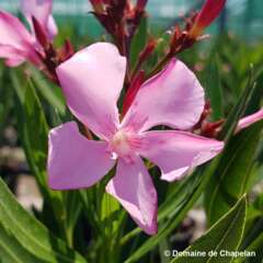 Nerium Oleander Atlas pot 5L