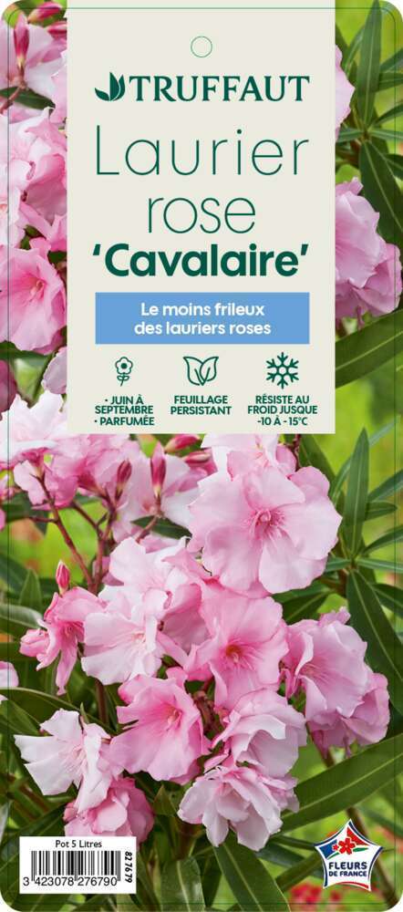 
Nerium Oleander Cavalaire pot 5L