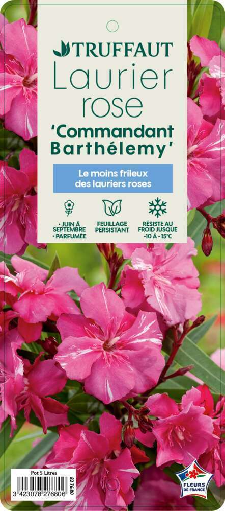 
Nerium Oleander Commandant Barthelemy 