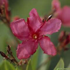 Nerium Oleander Italia' pot 5L