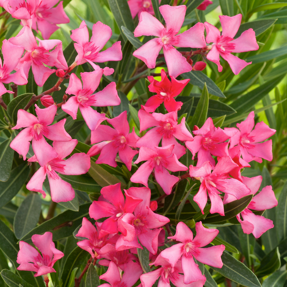 NERIUM OLEAN.ITALIA C5L MDD-(827682)