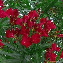 Nerium Oleander Jannoch' pot 5L