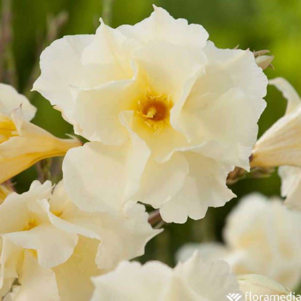 Nerium Oleander Luteum Plenum' pot 5L