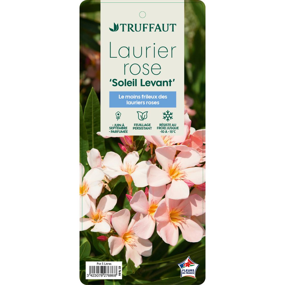 NERIUM OLEAN.S.LEVANT.C5L MDD-(827686)