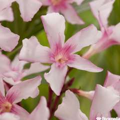 Nerium Oleander Villa Romaine' pot 5L