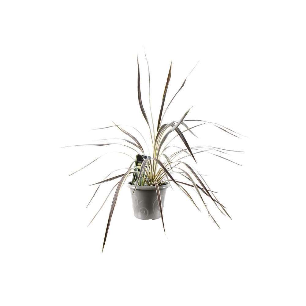 CORDYLINE ELECTRIC FLASH C 8L-(827863)
