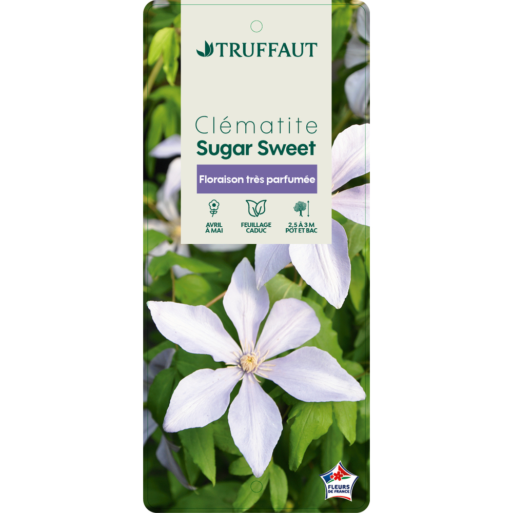 CLEMATIS SUGAR SWEET C 3L MDD-(827866)