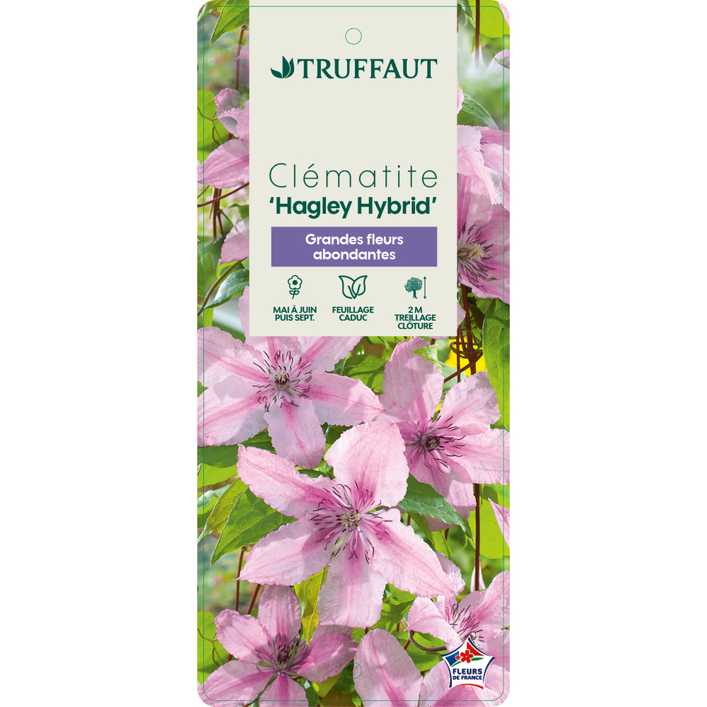 CLEMATIS HAGLEY HYB.C3L MDD-(827870)