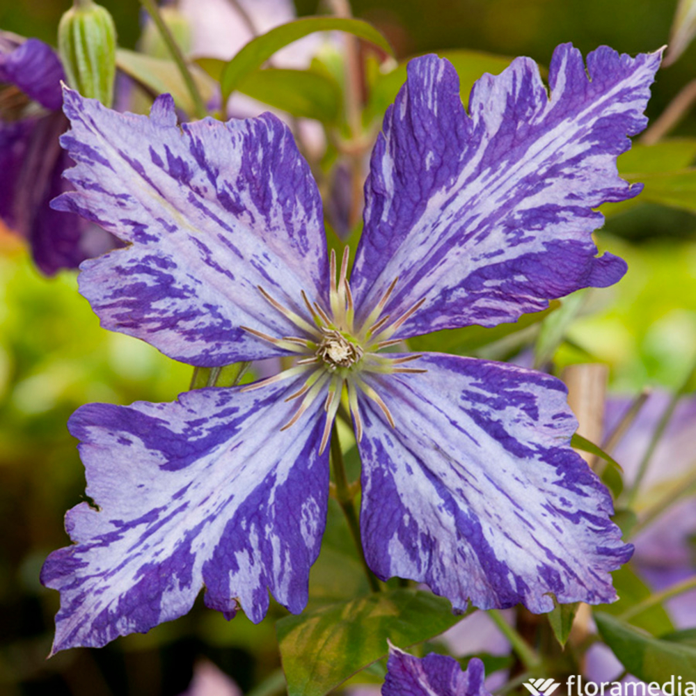 CLEMATIS TIE DYE C6L MDD-(827874)