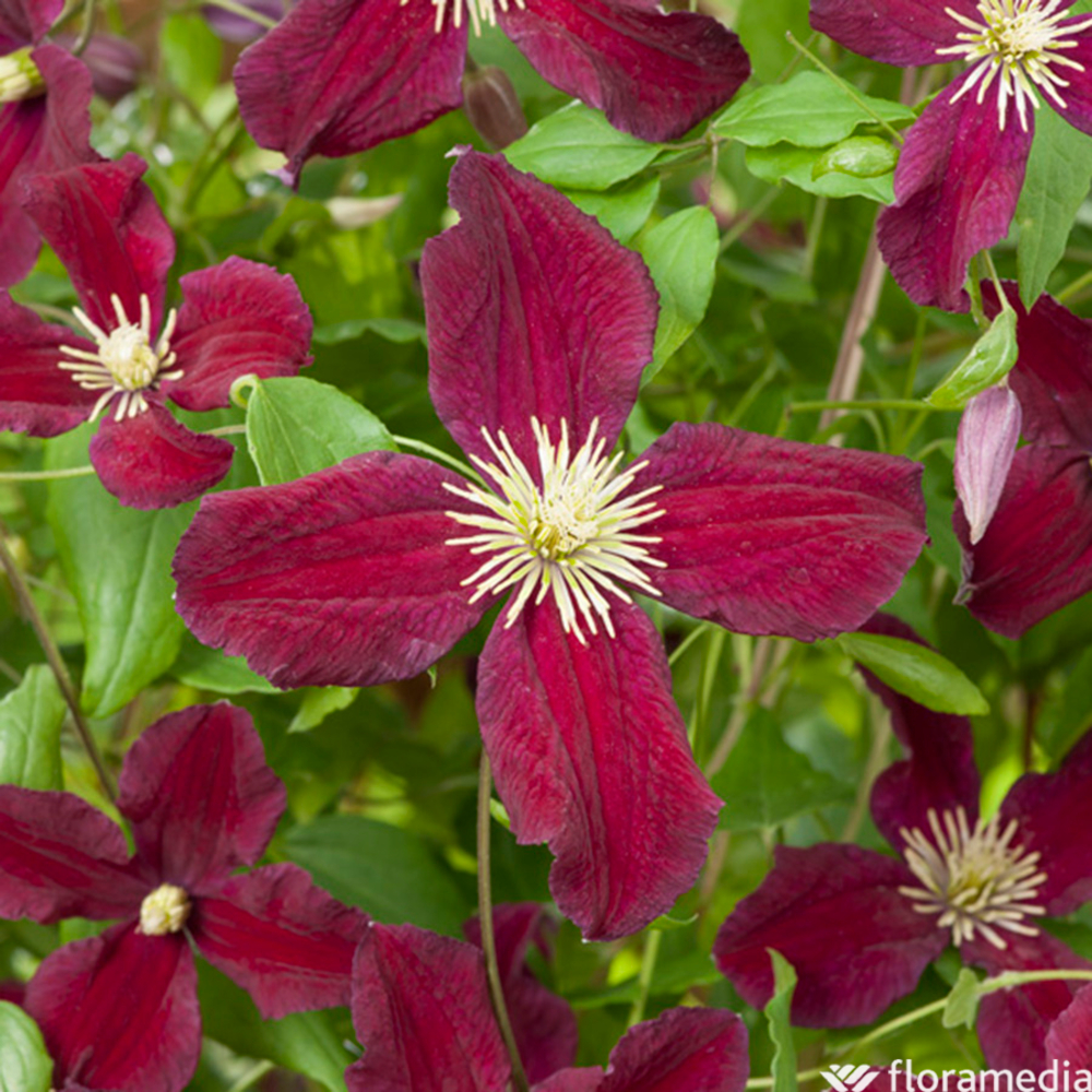 CLEMATIS BURNING LOVE C 6L MDD-(827875)