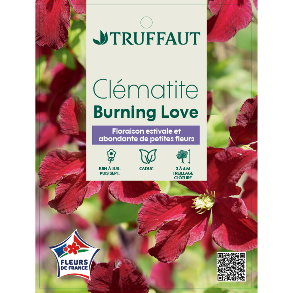 CLEMATIS BURNING LOVE C3L MDD-(803189)