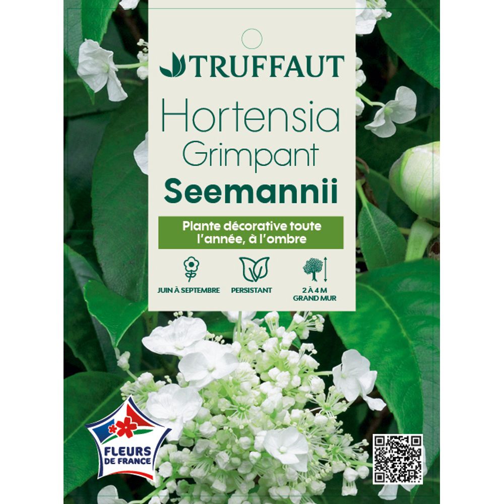 HYDRANGEA SEEMANII C3L MDD-(827908)