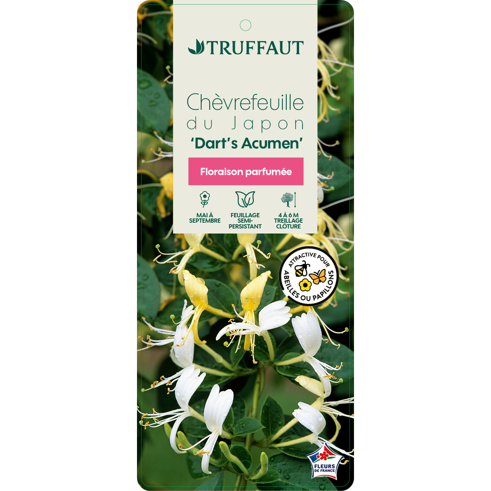 Lonicera 'Dart's Acumen': pot 3L