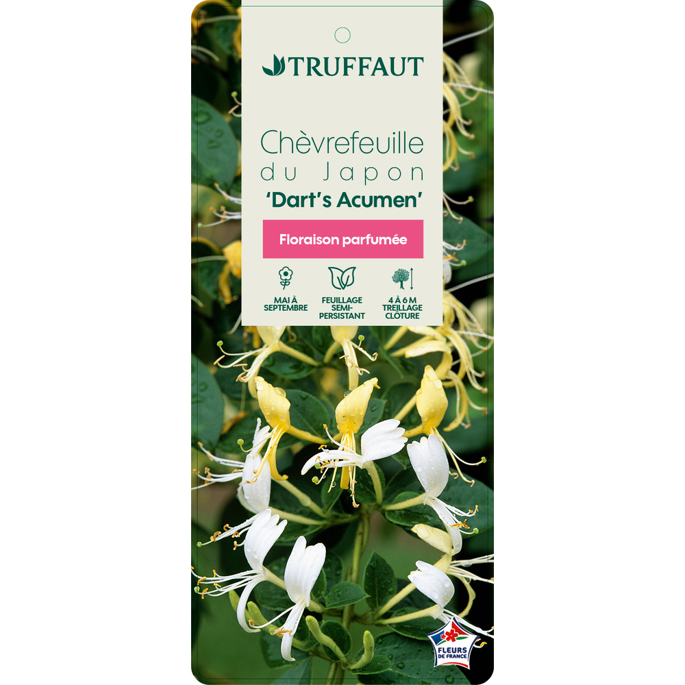 LONICERA DART WORLD C 3L MDD-(827910)