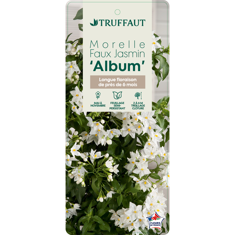 SOLANUM JASM.ALBUM C 3L MDD-(827913)